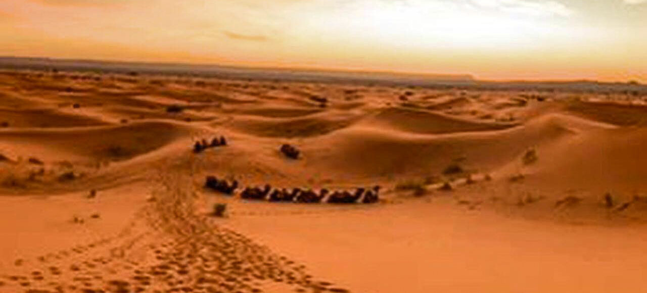 Camels in Sahara Deset