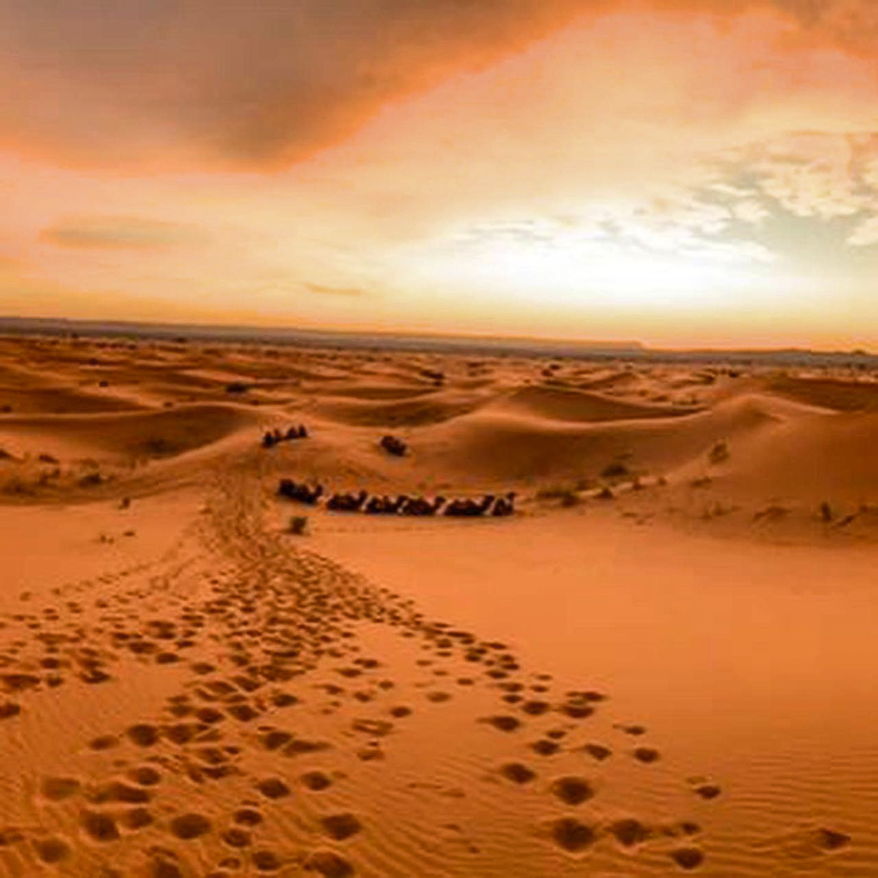 Camels in Sahara Deset